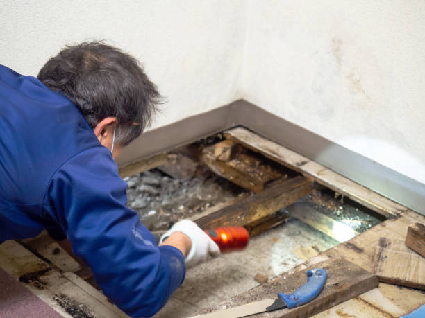 Best Best Mold Removal Companies  in Shrewsbury, NJ
