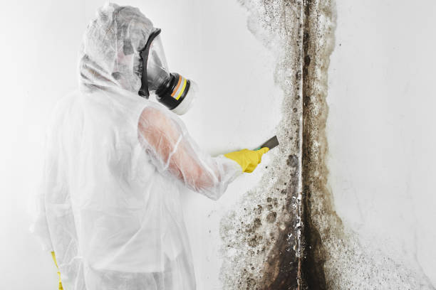 Best Commercial Mold Removal  in Shrewsbury, NJ