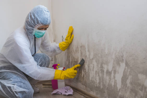 Best Professional Mold Removal  in Shrewsbury, NJ