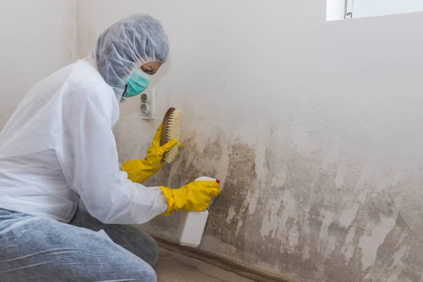 Shrewsbury, NJ Mold Removal Company