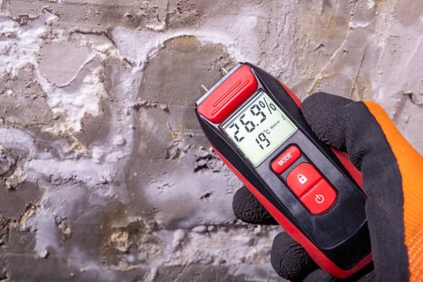 Best Mold Damage Repair  in Shrewsbury, NJ
