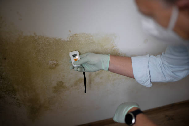 Home Mold Removal in Shrewsbury, NJ