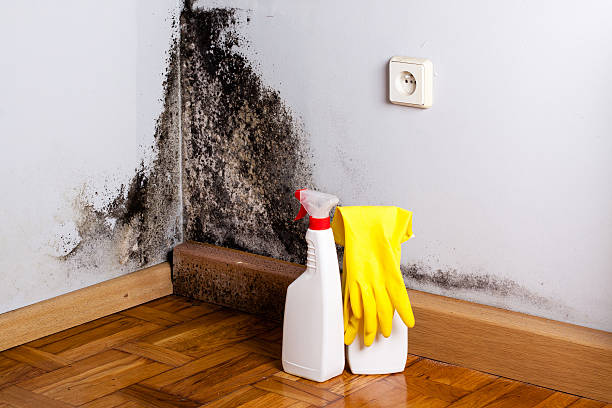 Best Local Mold Removal Service  in Shrewsbury, NJ