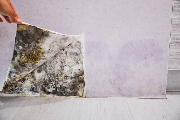 Best Residential Mold Removal  in Shrewsbury, NJ